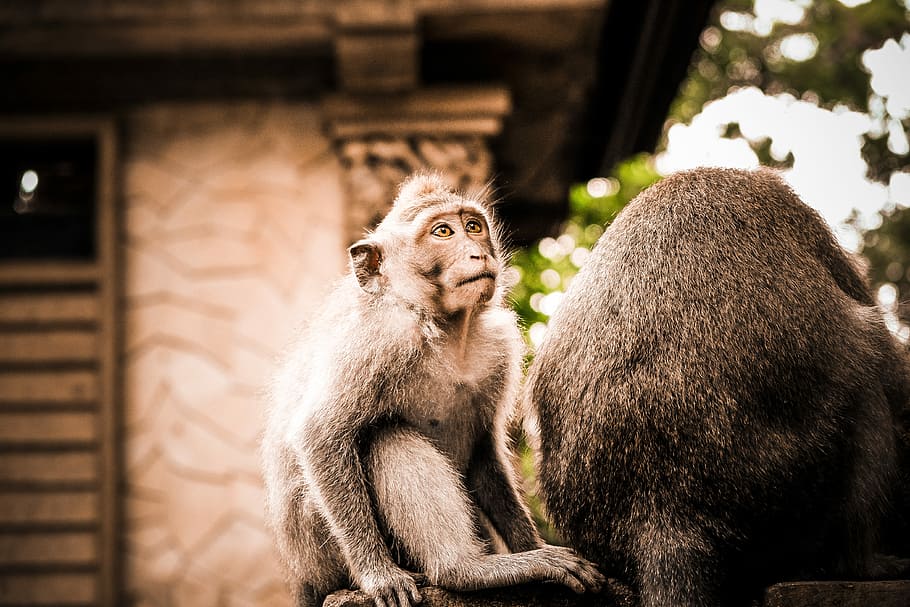 selective focus photography of black monkey, gray monkey near monkey in focus photography HD wallpaper