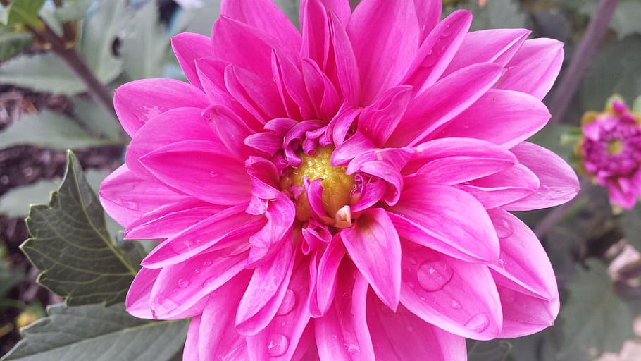 flower, spring, blooming, blossom, petals, outside, summer HD wallpaper