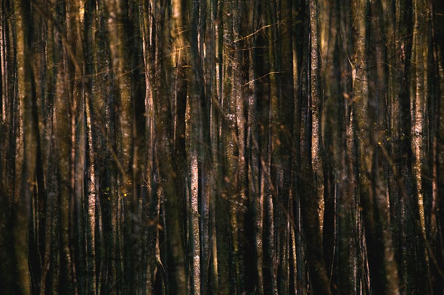 trees, forest, nature, full frame, backgrounds, textured, wood - material HD wallpaper