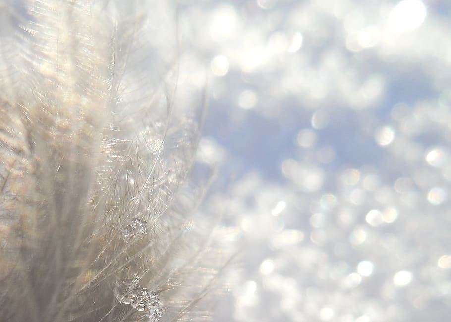 winter, snow, bokeh, plumule, frost, backgrounds, selective focus HD wallpaper