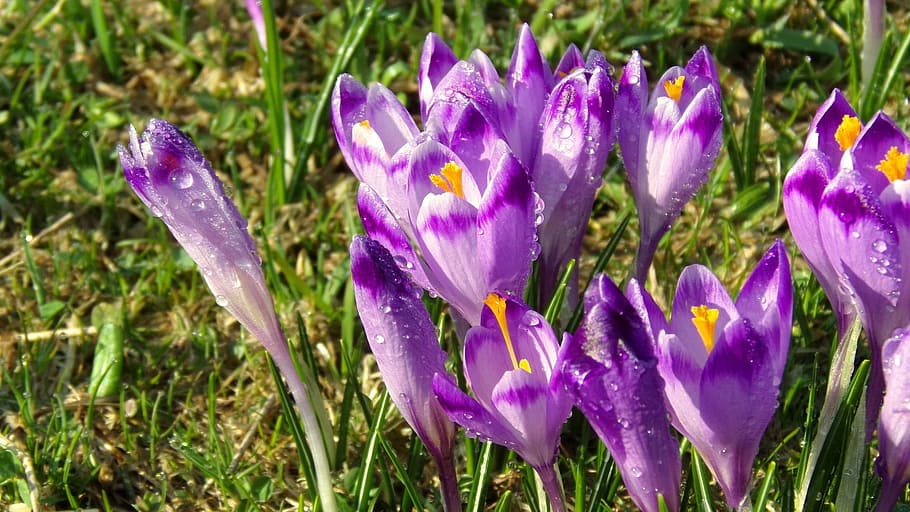 chochołowska valley, krokus, flower, nature, saffron, spring