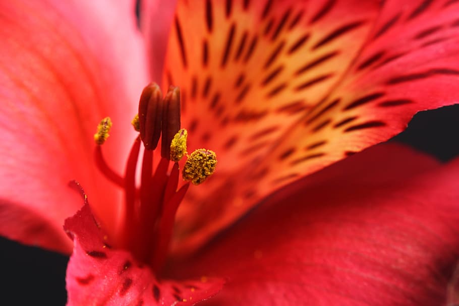 macro, flower, blossom, red, stamen, pistil, close, blooming HD wallpaper