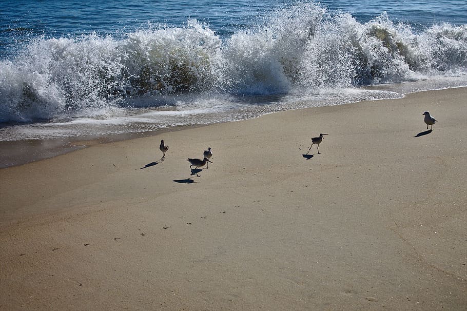 Beach, Wave, Birds, Water, Ocean, Nature, sand, beach sand HD wallpaper