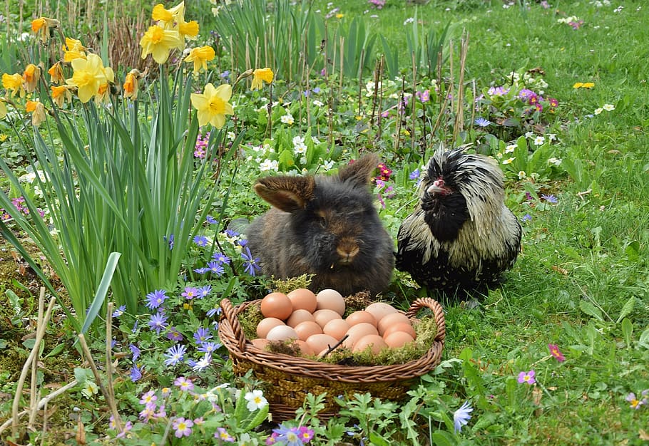 easter, easter bunny, chicken, egg, flowering plant, nature HD wallpaper