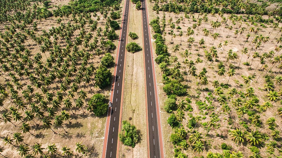 grass, nature, roads, trees, no people, day, agriculture, plant HD wallpaper