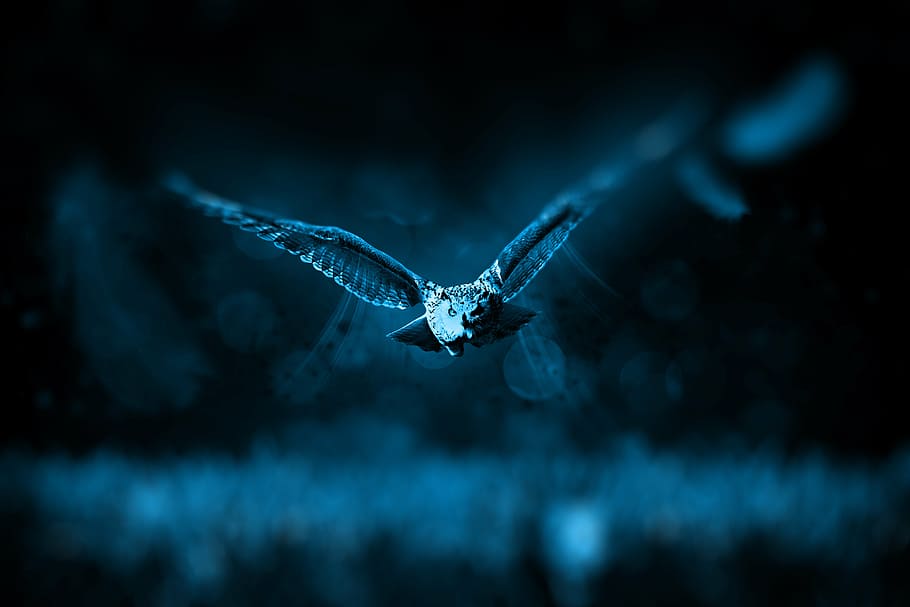 tilt shift photo of flying owl during nighttime, hunt, nature HD wallpaper