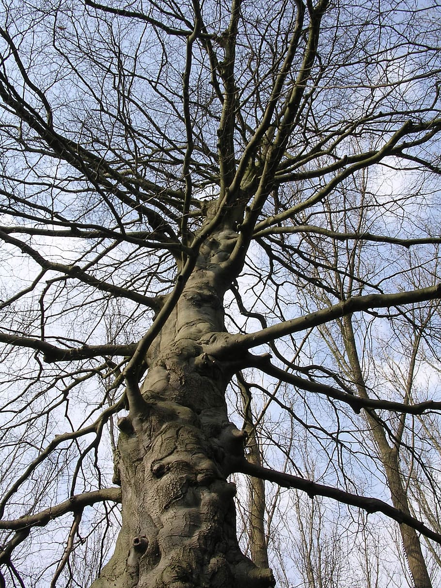 tree, branches, air, knot, low angle view, bare tree, plant HD wallpaper