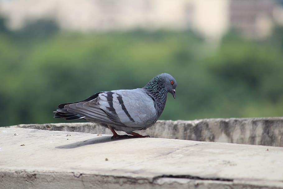 Pigeons birds 1080P, 2K, 4K, 5K HD wallpapers free download 