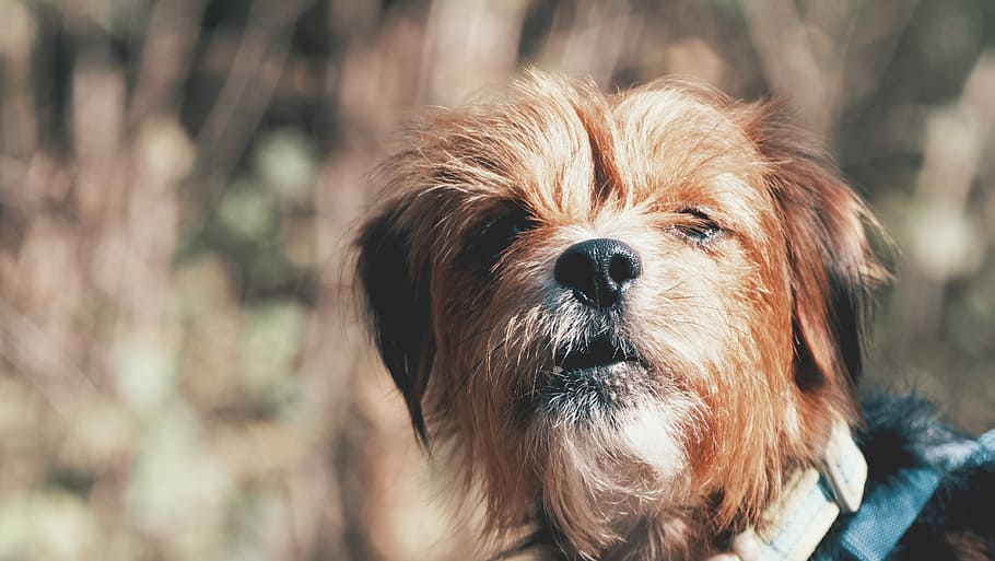 short-coated brown dog closeup photo, brown dog selective focus photography HD wallpaper