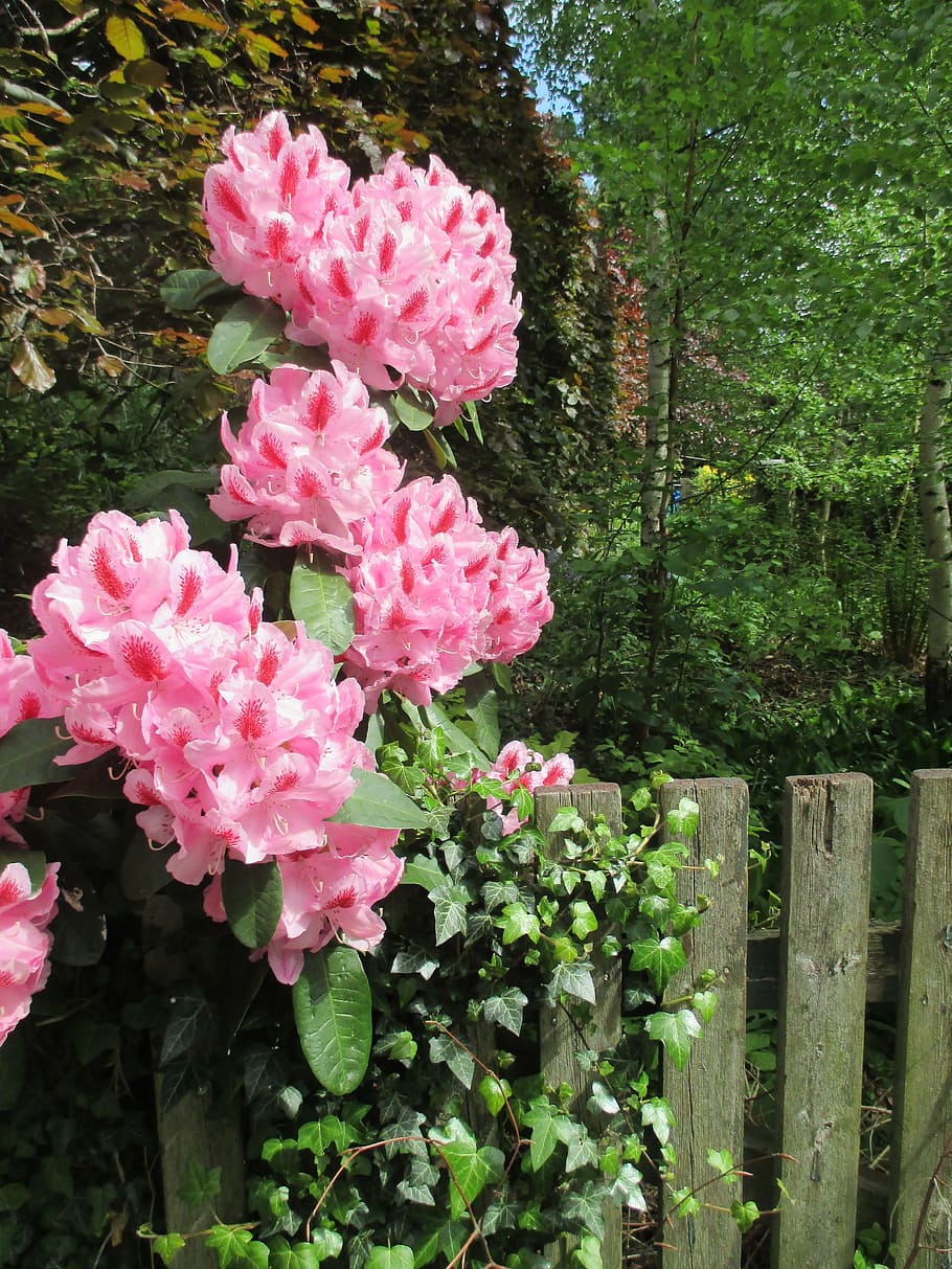 rhododendron, paling, spring, pink, garden, flowers, wood, ivy HD wallpaper