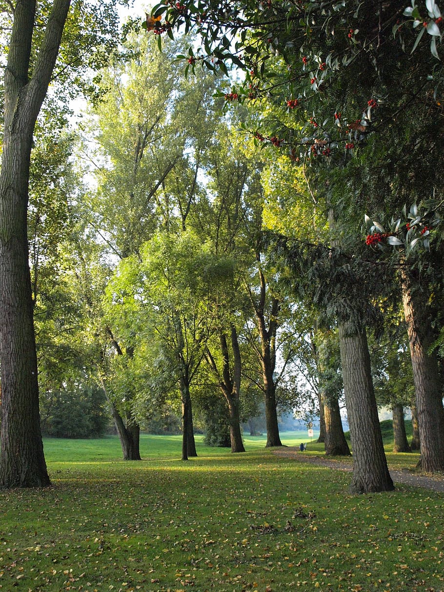 Me tree. Лесопарк ботаника. Фотосессия парк с деревьями лето. Парк лиственных деревьев солнечное утро. Питерский парк с деревьями лето.