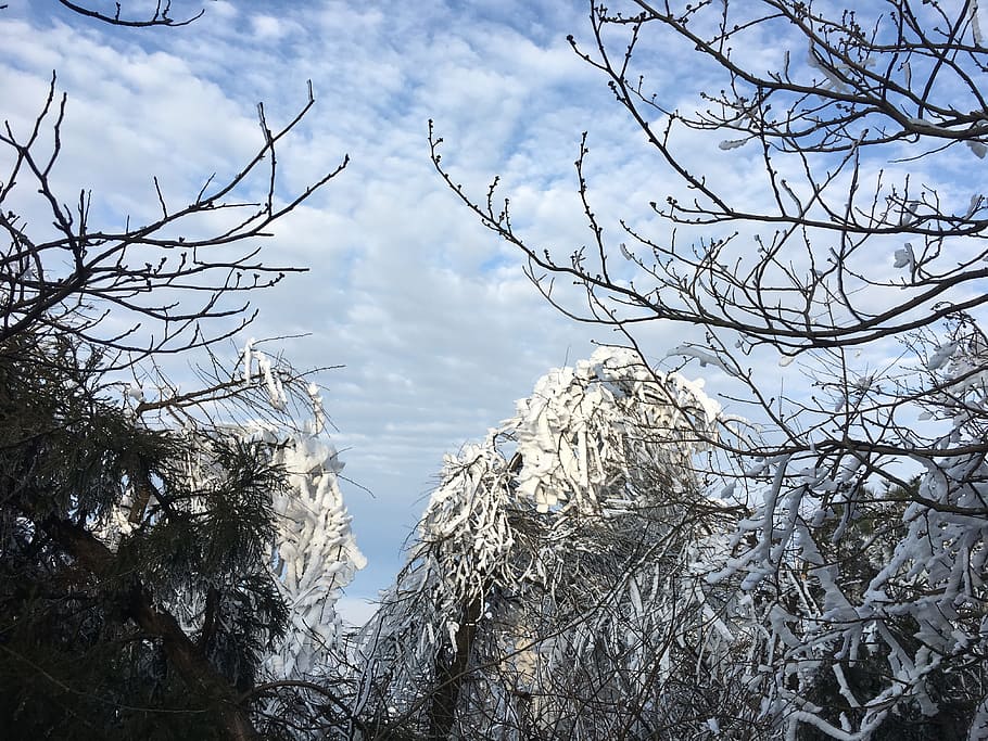 snow, mountain, tree, sky, cloud - sky, bare tree, branch, plant HD wallpaper