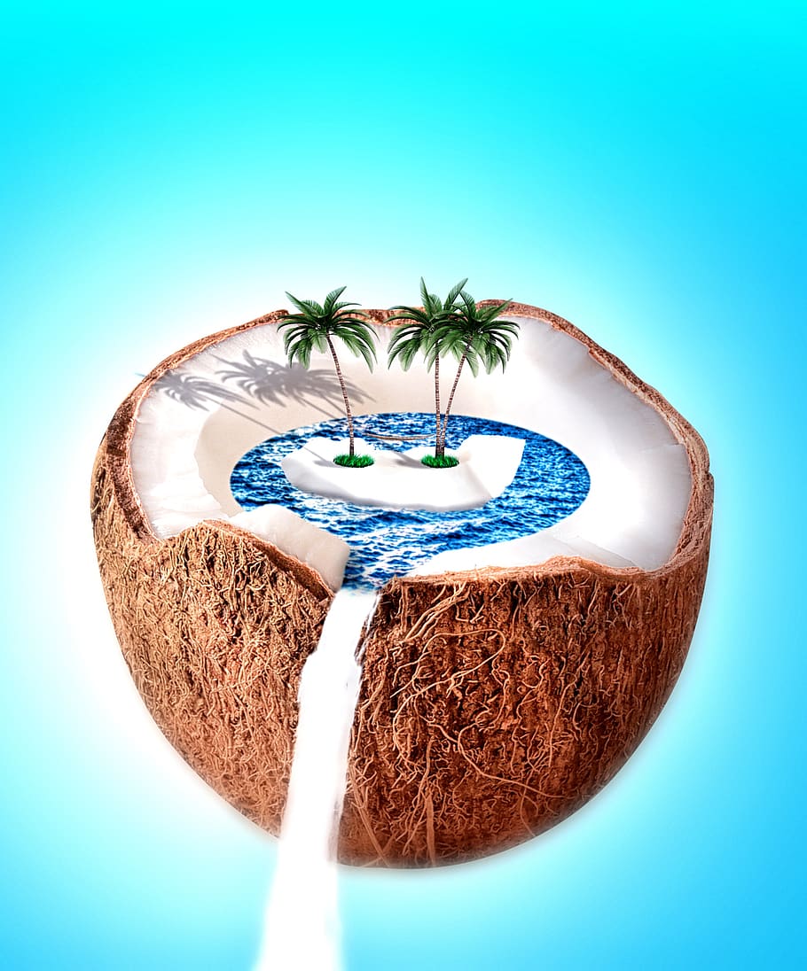 coconut, sea, vacations, ocean, beach, island, tropical, exotic, HD wallpaper