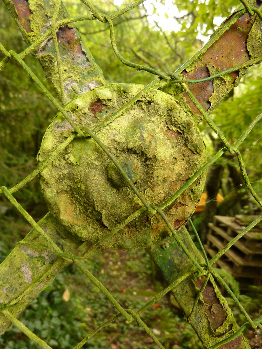 fence, stainless, moss, old, plant, steel, copper, green color HD wallpaper