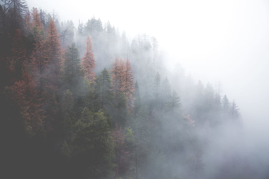 green forest covered with fog, smoke on green pine trees, landscape photography