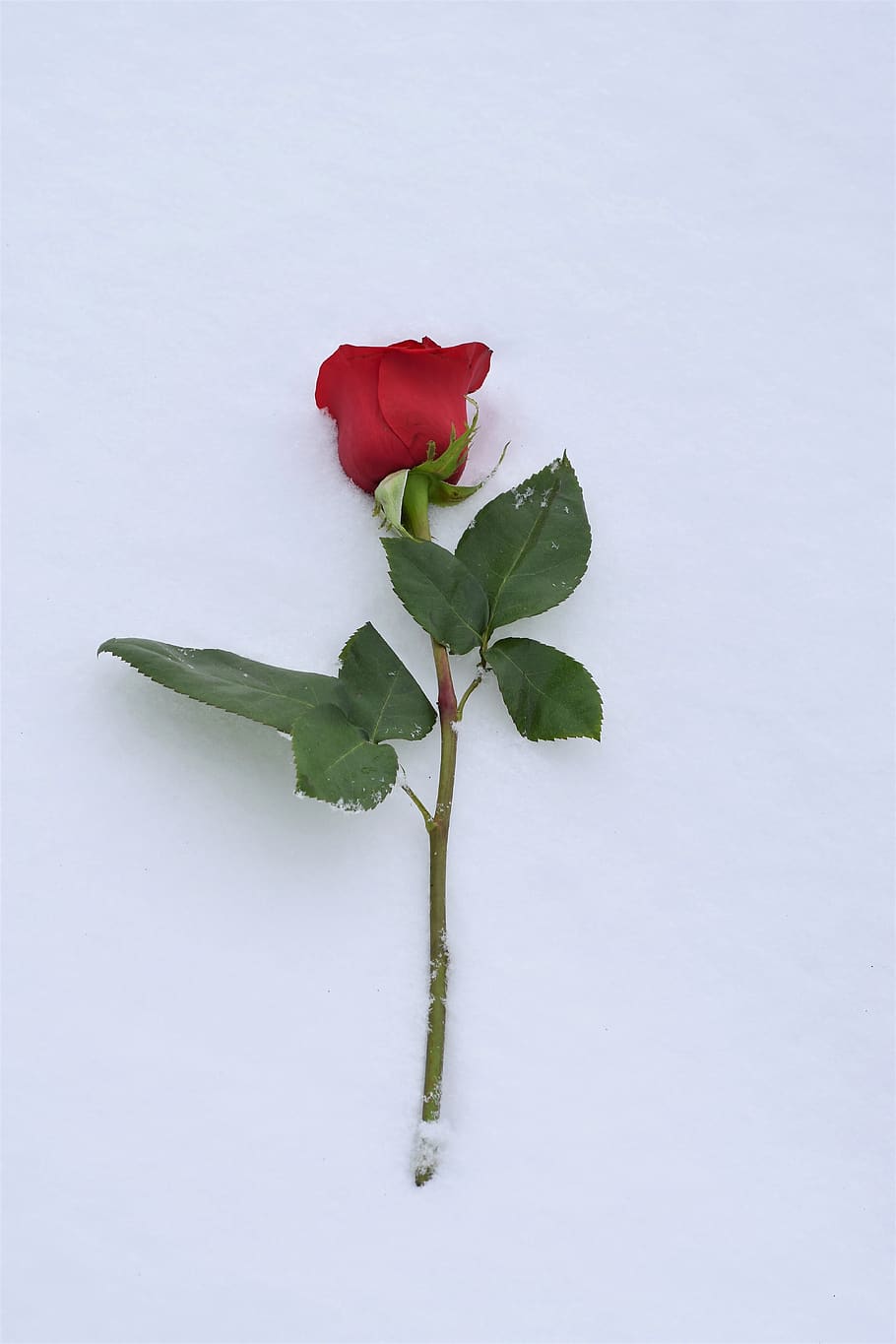 red rose in snow, love symbol, true love never dies, winter, HD wallpaper