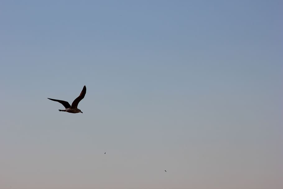 bird, gull, wing, fly, sky, flying, animal themes, animal wildlife HD wallpaper