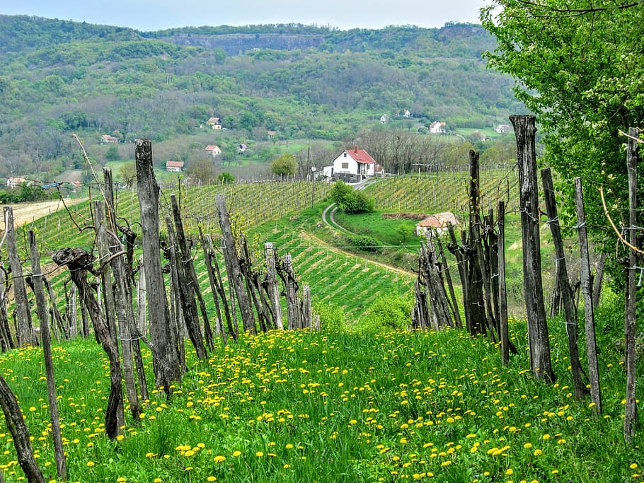 grape, wine region, vineyard, landscapes, nature, press house, HD wallpaper