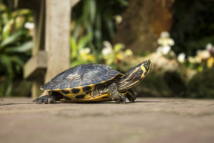 brown and black tortoise on gray surface, turtle, animal, animals HD wallpaper