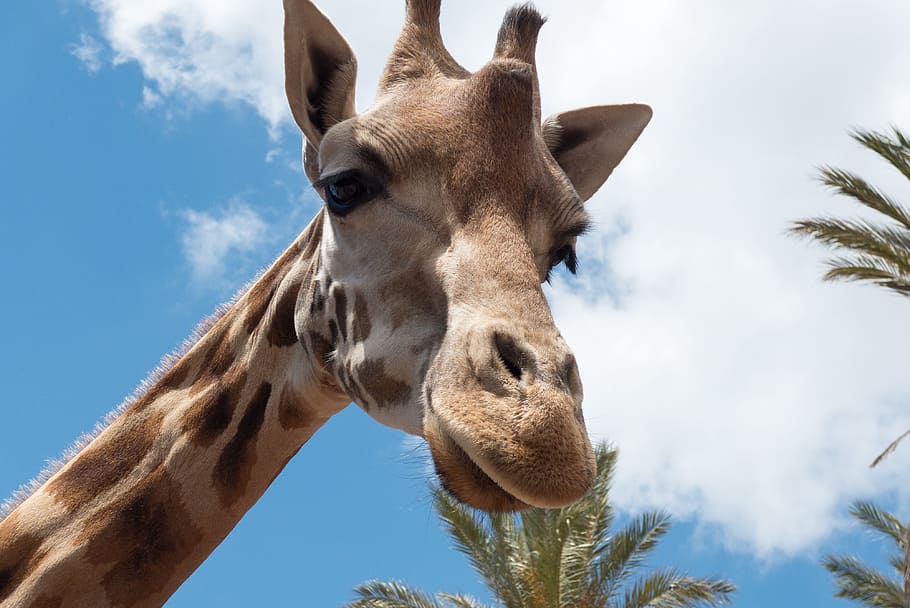 giraffe, portrait, zoo, face, head, animal, animal themes, mammal HD wallpaper