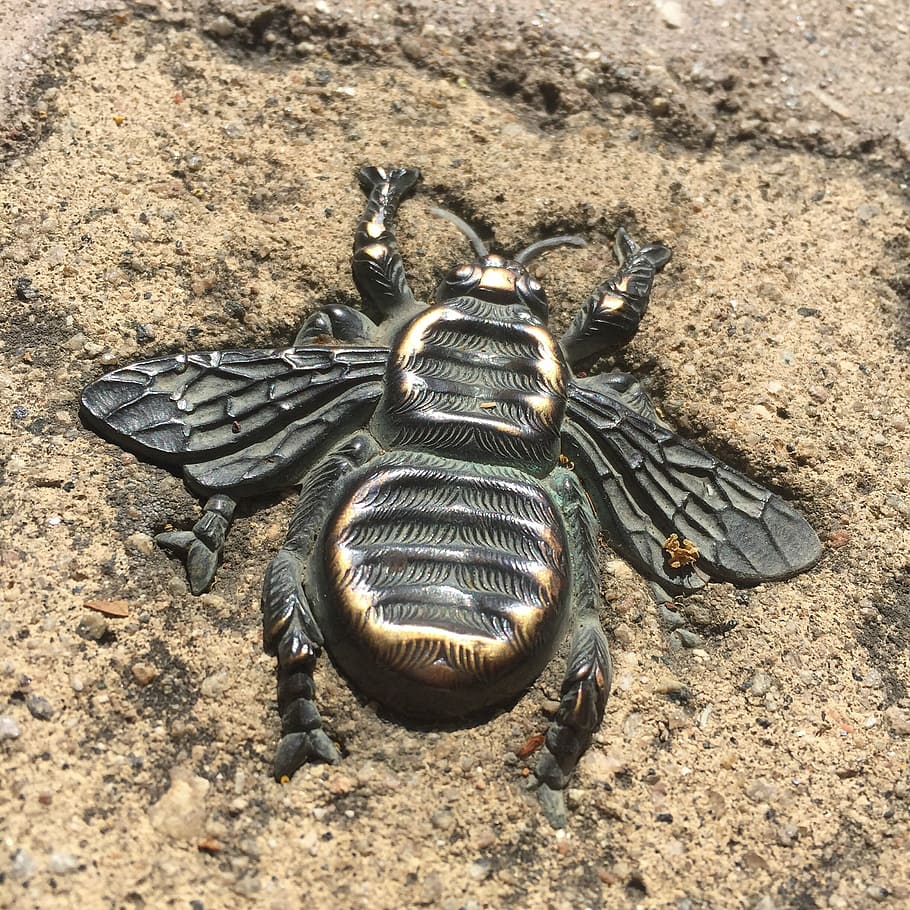 wasp, bronze, pavement, land, high angle view, animal themes HD wallpaper