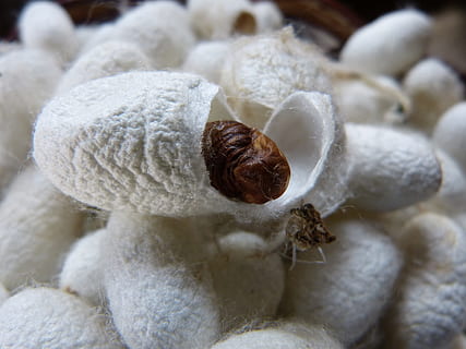white cocoons, Silkworm, Sliced, brown, fiber, of course, close-up HD wallpaper