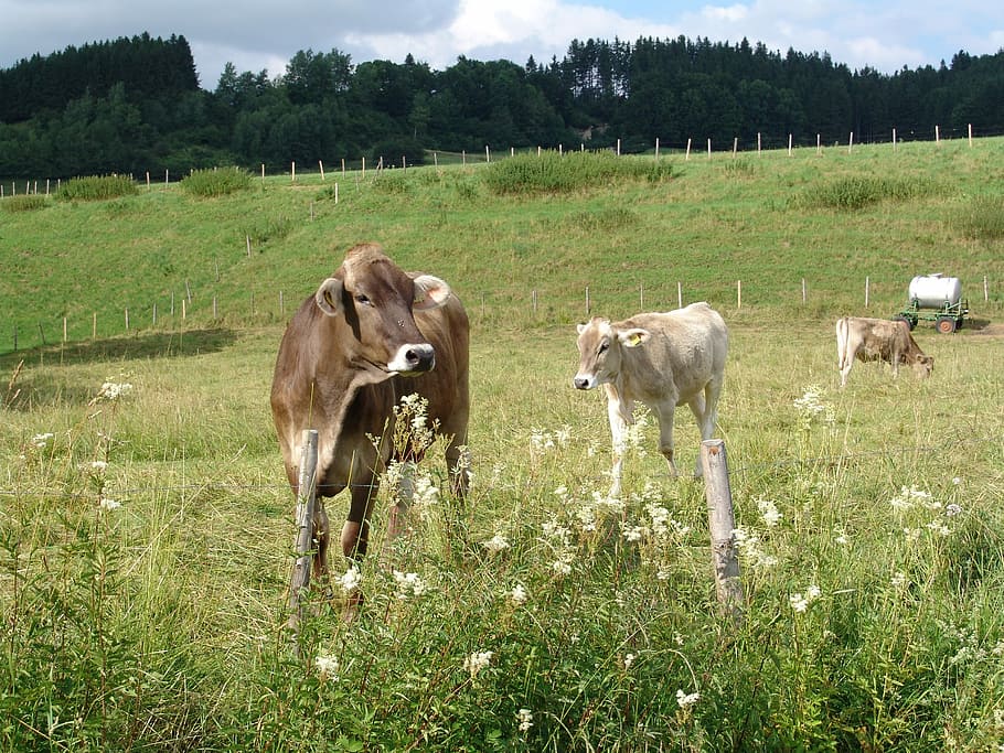 Nature, Cattle, Meadow, grass, animal themes, cow, domestic animals HD wallpaper
