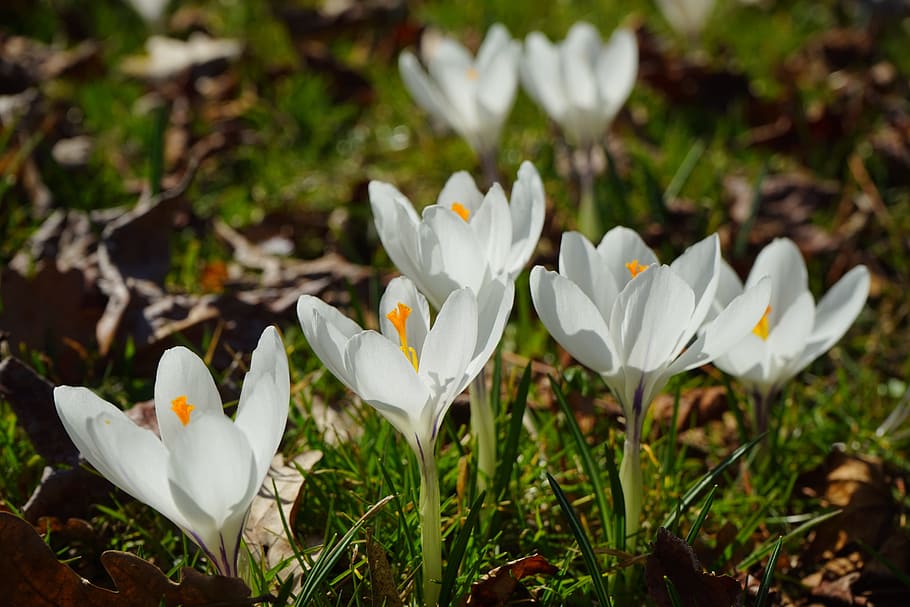 crocus, flower, spring, blossom, bloom, close, white, plant HD wallpaper