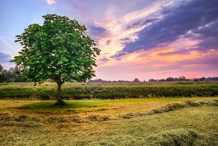 chestnut tree, sunset, meadows, land, hdr, high dynamic range HD wallpaper