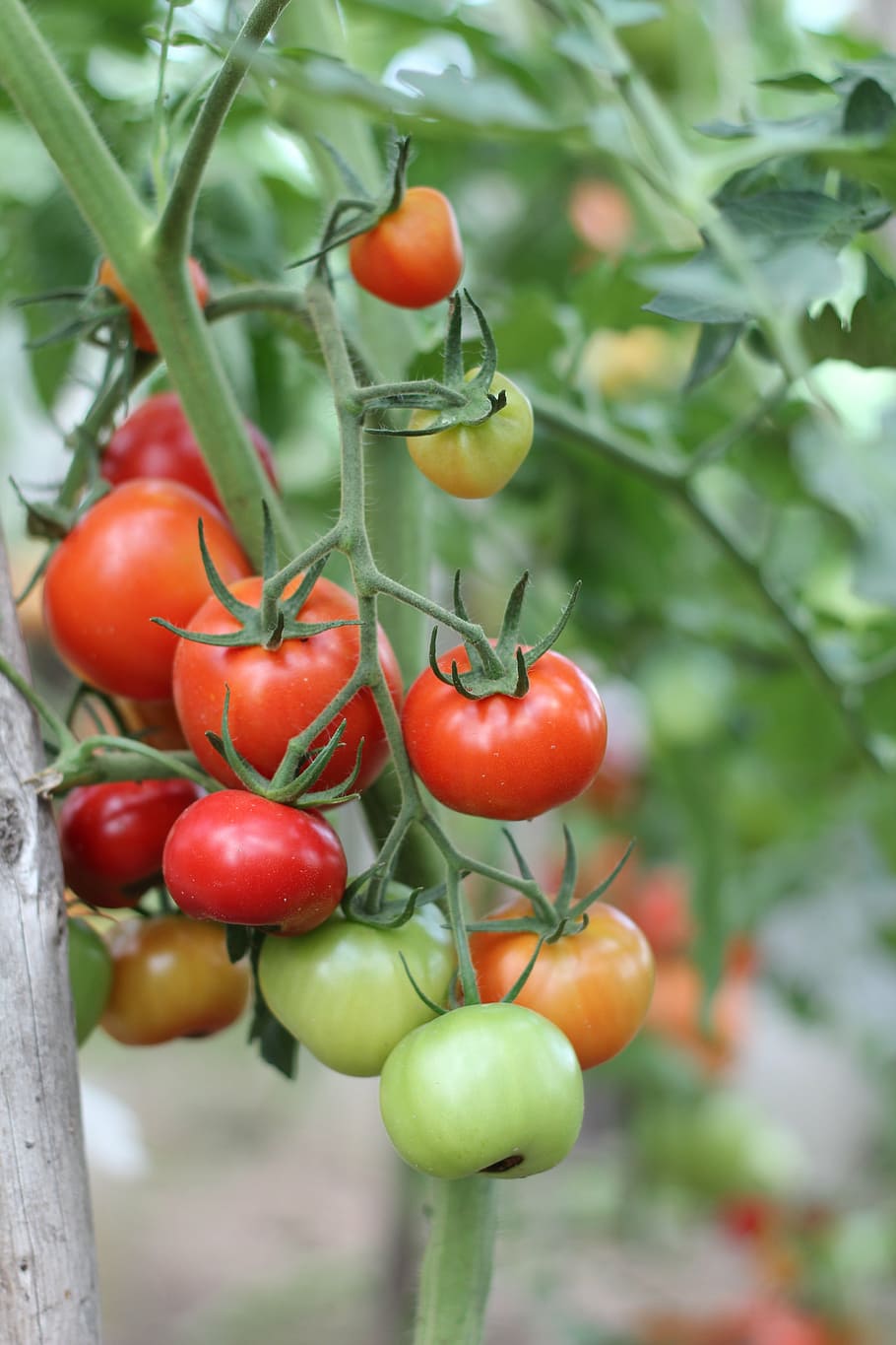 tomatoes, dacha, vegetables, harvest, elitexpo, food and drink HD wallpaper