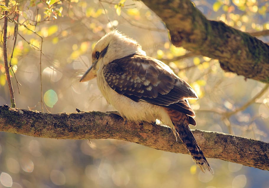 white and brown kingfisher bird perch on tree branch, kookaburra