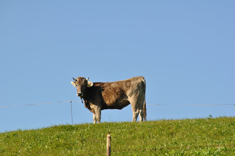 cow, meadow, ruminant, mammal, animal, milk cow, allgäu, alpine meadow