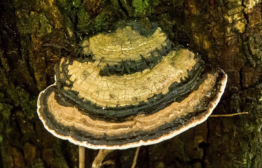 fungus, bracket, pattern, stripes, brown, white, australia HD wallpaper