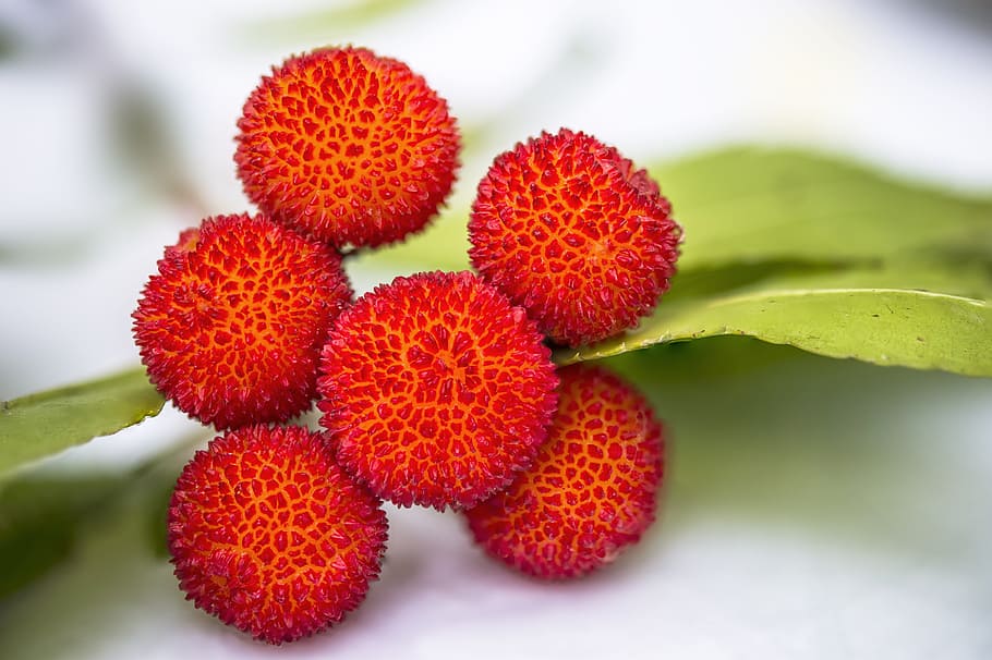 Arbutus 1080P, 2K, 4K, 5K HD wallpapers free download | Wallpaper Flare