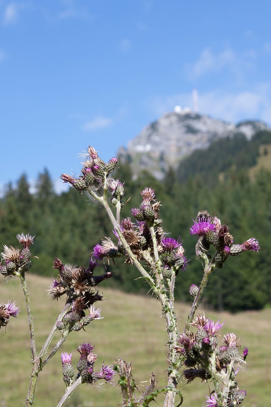thistle, blaudistel, prickly, blossom, bloom, blattrosette HD wallpaper