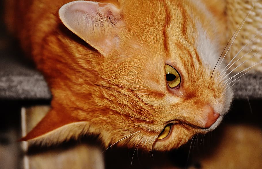 cat, red, funny, cute, mackerel, tiger, sweet, cuddly, animal HD wallpaper
