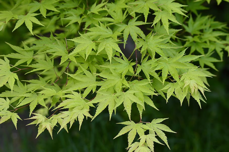 maple leaves, leaf, plant part, growth, green color, beauty in nature HD wallpaper
