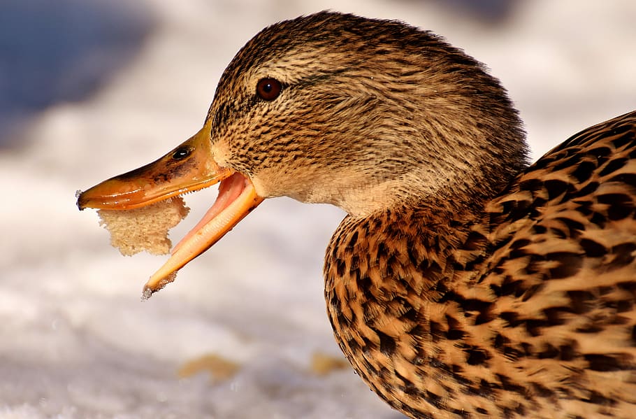 closeup photo of chewing duck, mallard, eat, bread, snow, winter HD wallpaper
