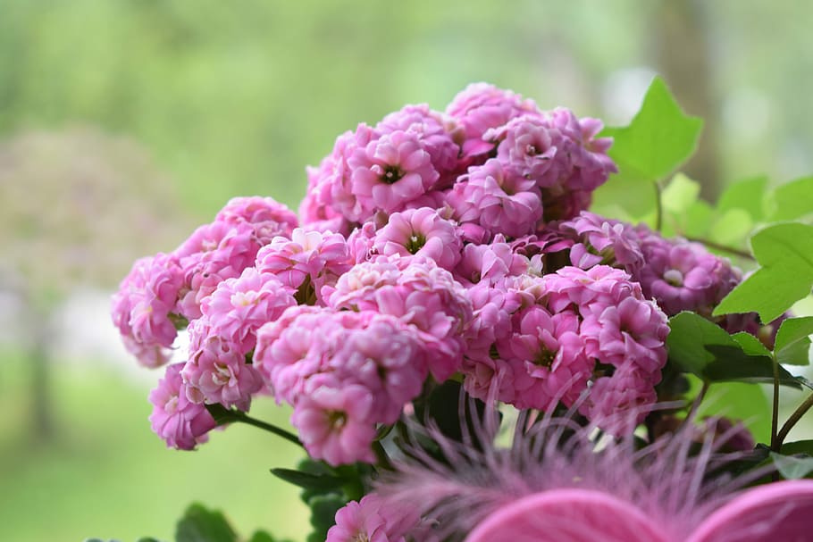 Macro, Flower, Pink, Blossom, Bloom, close, beautiful, fragility HD wallpaper