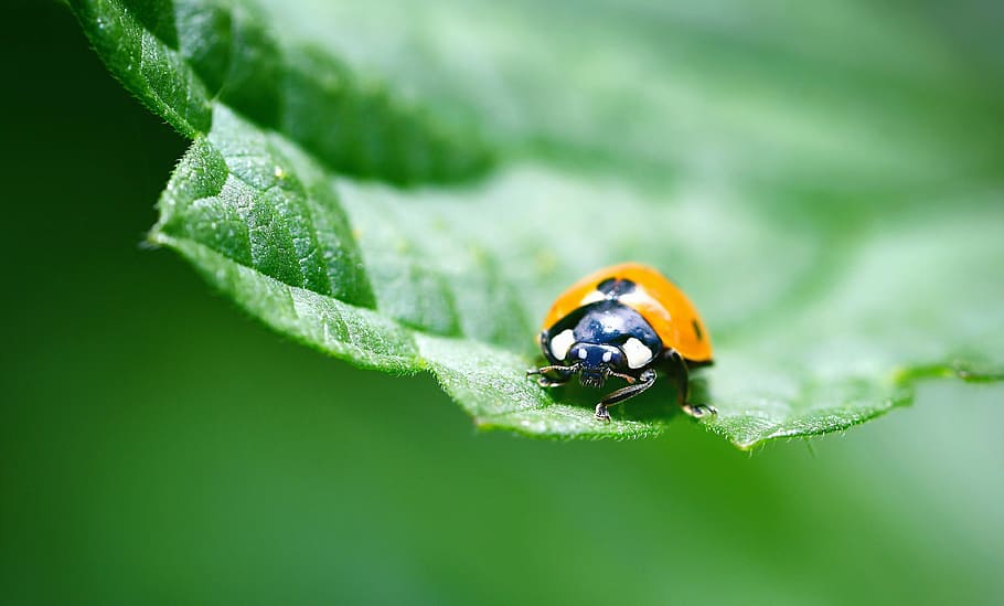 ladybug, insect, macro, red, nature, leaf, summer, pollen, green HD wallpaper
