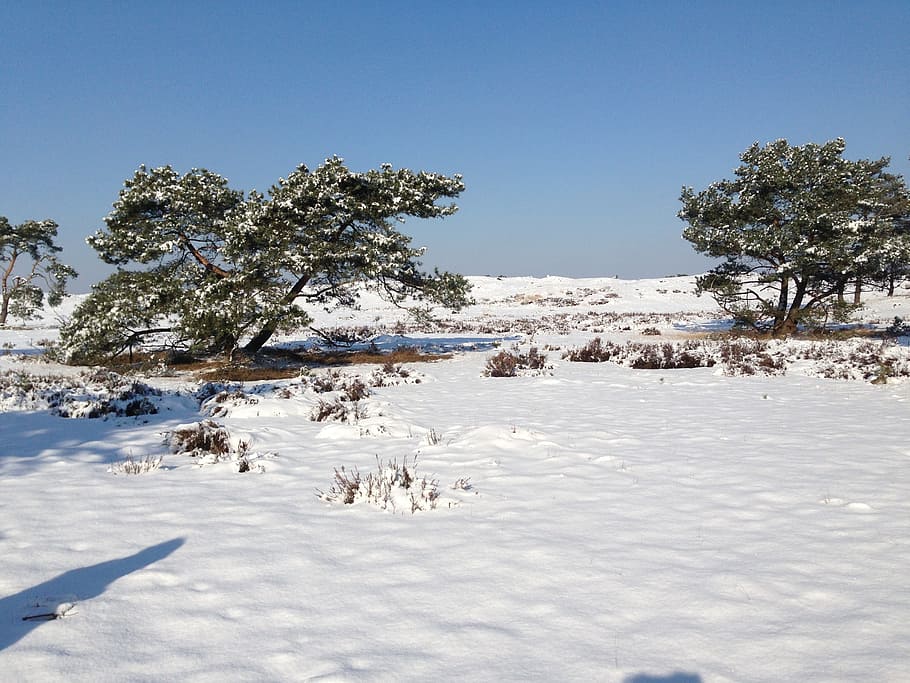 snow, dutch, landscape, heide, winter, winter landscape, nature HD wallpaper