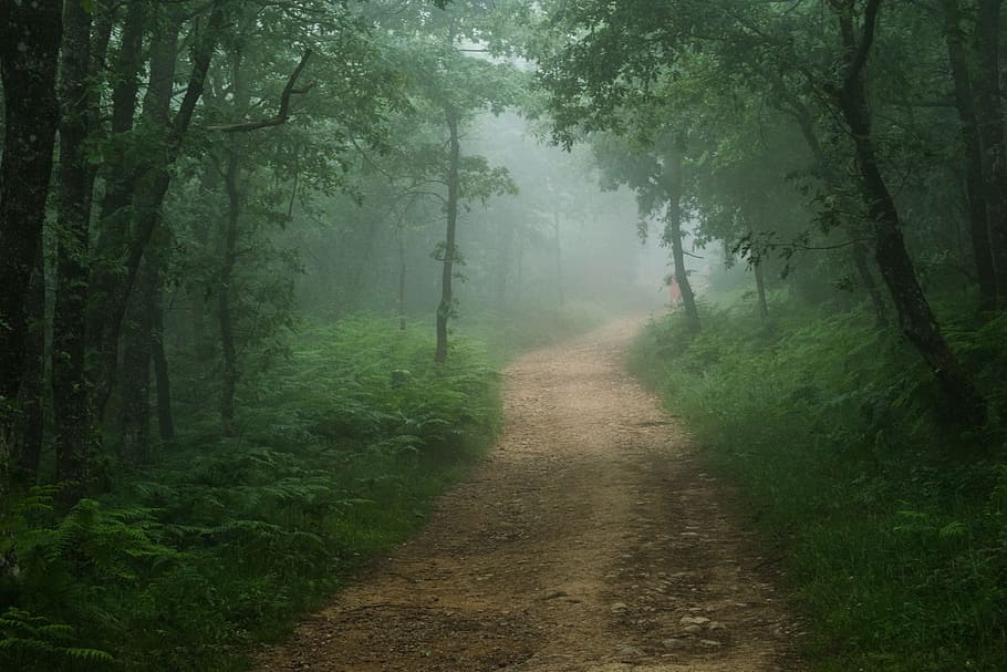 road in middle of jungle, spain, santiago path, ride, green HD wallpaper