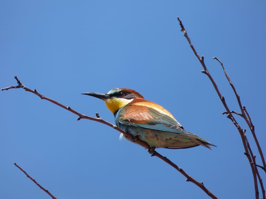 bee-eater, abellerol, merops apiaster, branch, sky, bird, birds, HD wallpaper