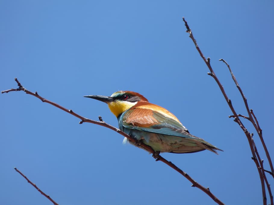 bee-eater, abellerol, merops apiaster, branch, sky, bird, birds HD wallpaper