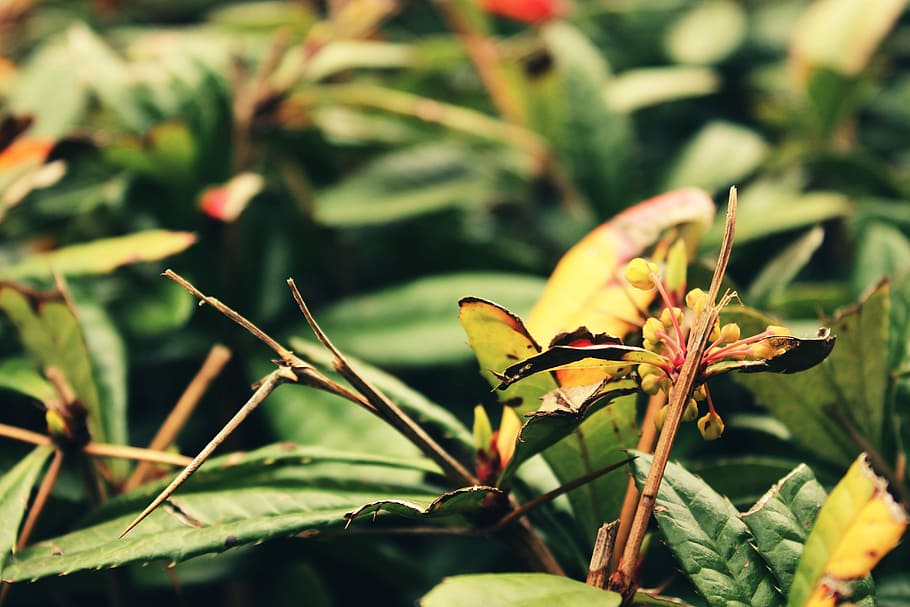 Macro, Nature, Leaves, Stem, Natural, green, leaf, plant, bright HD wallpaper