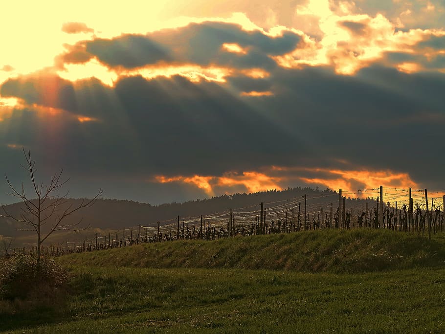 green grass field during daytime, sunset, vineyard, wingert HD wallpaper