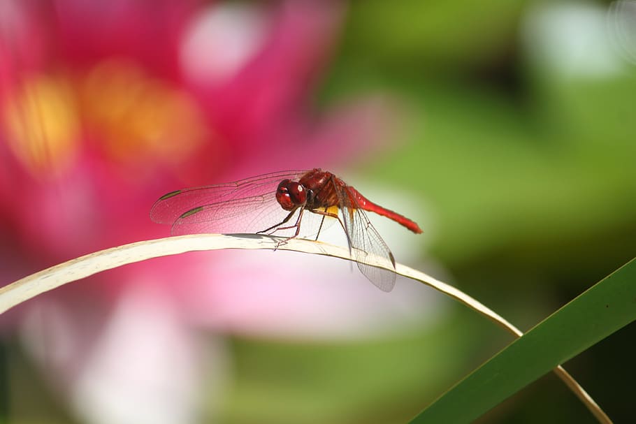 nature, insect, dragonfly, animal themes, invertebrate, close-up HD wallpaper
