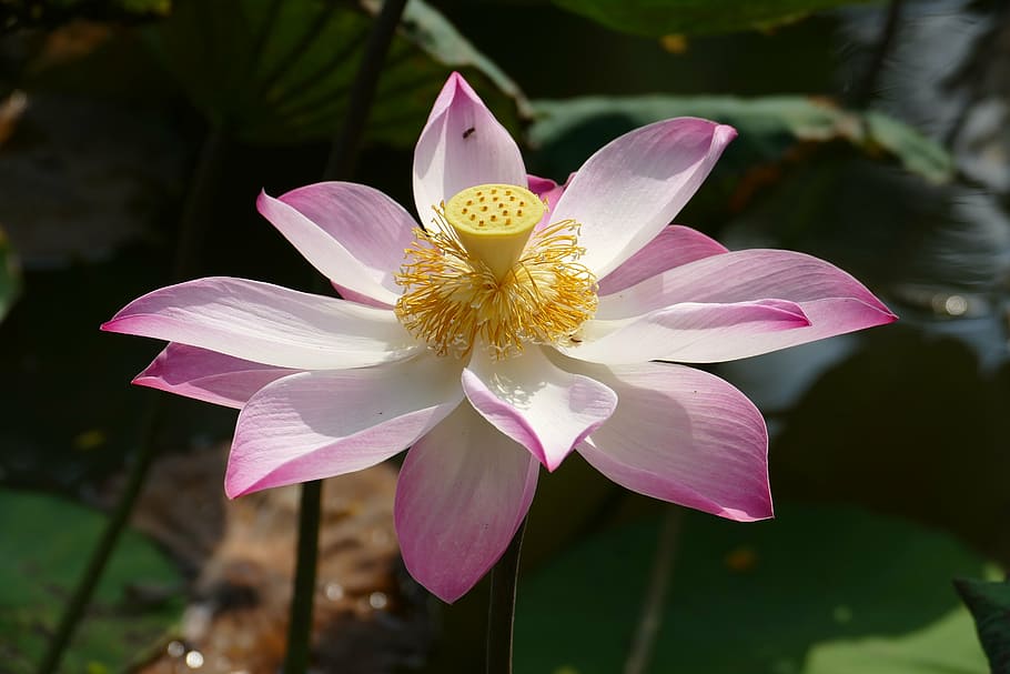 pink and white lotus flower in close up photography, vietnam, HD wallpaper