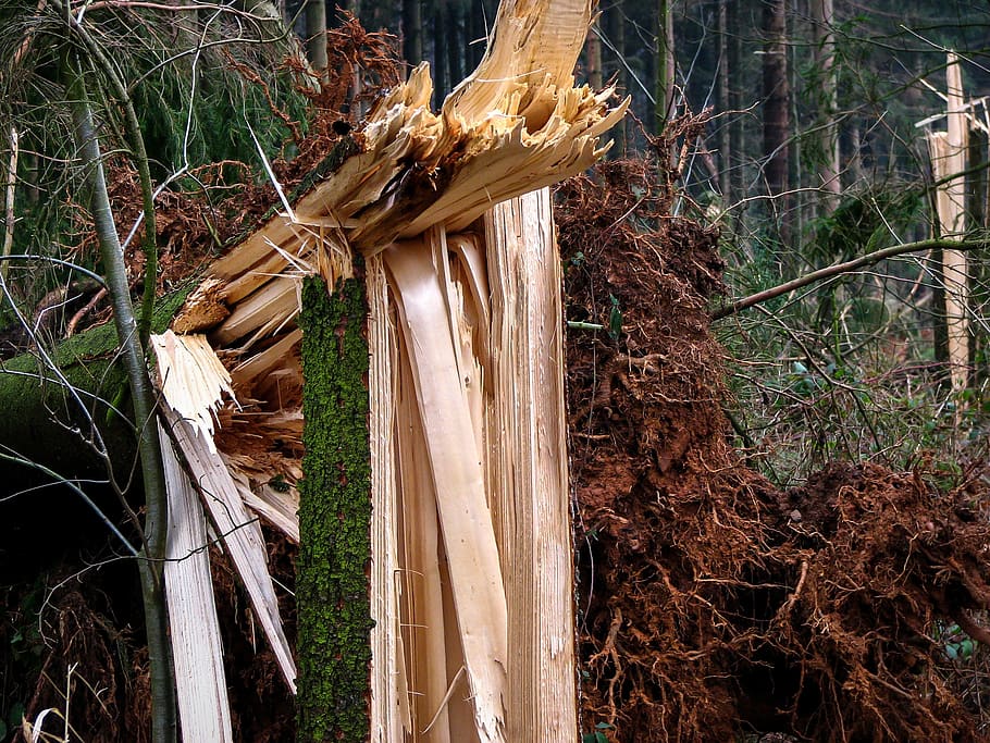 forest, forward, damage, overturned, tree, wood, devastation HD wallpaper