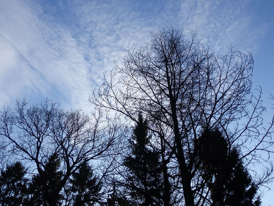 sky, winter, winter landscape, trees, clouds, blue sky, white HD wallpaper